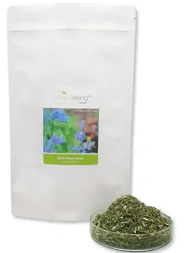 Catnip berryz Katzenminze XXL Nepeta Cataria