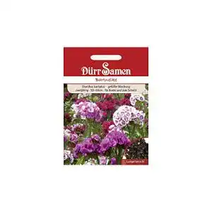 Bartnelken-Samen Dürr-Samen, gefüllte Mischung Höhe 50 cm