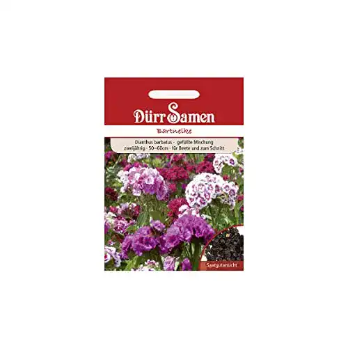Bartnelken-Samen Dürr-Samen, gefüllte Mischung Höhe 50 cm