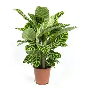 Korbmarante mgc24 Calathea zebrina, Gebetspflanze, ca. 40cm