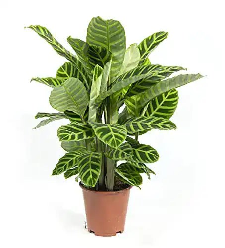 Korbmarante mgc24 Calathea zebrina, Gebetspflanze, ca. 40cm
