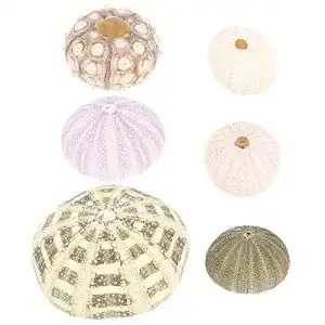 Seeigel-Skelett Yardwe 6 Stücke Seeigel Ornamente Natürliche