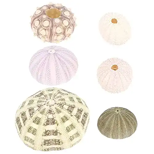Seeigel-Skelett Yardwe 6 Stücke Seeigel Ornamente Natürliche