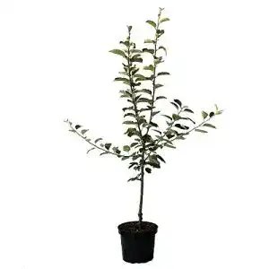 Weißer Klarapfel Müllers Grüner Garten Shop Buschbaum