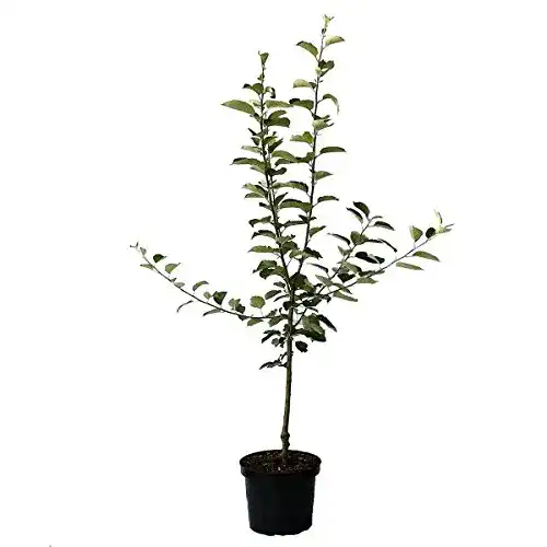 Weißer Klarapfel Müllers Grüner Garten Shop Buschbaum
