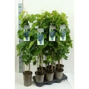 Weinrebe Baumschule – Weintraube – Tafeltraube – Vitis vinifera