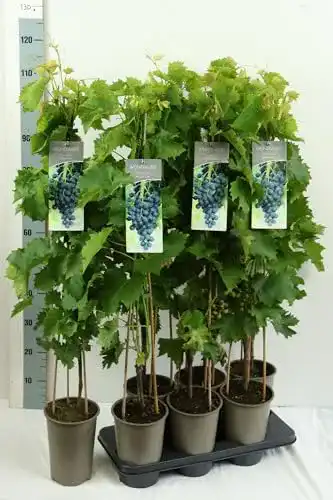 Weinrebe Baumschule – Weintraube – Tafeltraube – Vitis vinifera