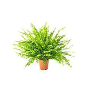 Luftreinigende Pflanzen AIRY Schwertfarn, Topf-Ø 17 cm