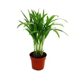 Goldfruchtpalme exotenherz, Areca, Dypsis lutescens, 12cm Topf