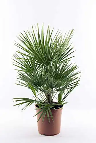 Zwergpalme Blumen Senf Winterharte ca. 60 cm