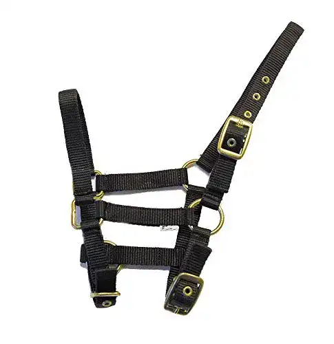 Die beste Fohlenhalfter Rhinegold 0 Nylon Foal Headcollar-Black Halfter 2026 Test Bestseller Fohlenhalfter Rhinegold 0 Nylon Foal Headcollar-Black Halfter