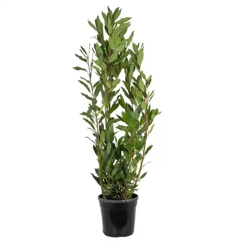 Lorbeer-Pflanze Bloomique Lorbeer, Laurus nobilis, winterhart