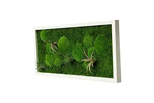 Moosbild Moos Design Pflanzenbild mit lebenden Pflanzen