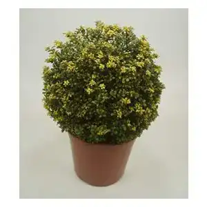 Stechpalme Stauden Gänge 1 x Ilex crenata ‘Convexa‘ Kugel