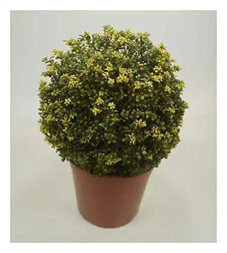 Stechpalme Stauden Gänge 1 x Ilex crenata ‘Convexa‘ Kugel