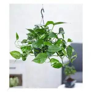 Efeu-Pflanze BALDUR Garten Hängepflanze Efeutute, 1 Pflanze