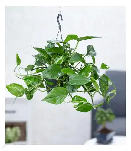 Efeu-Pflanze BALDUR Garten Hängepflanze Efeutute, 1 Pflanze