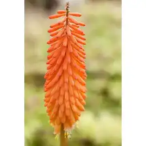 Fackellilie PlantaPro Kniphofia uvaria ‘Alcazar’ P 1, winterhart