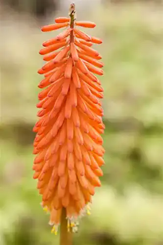 Fackellilie PlantaPro Kniphofia uvaria ‘Alcazar’ P 1, winterhart