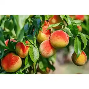 Aprikosenbaum Pflanzhits, im großen Topf 40/60cm