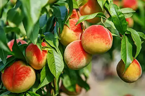 Aprikosenbaum Pflanzhits, im großen Topf 40/60cm