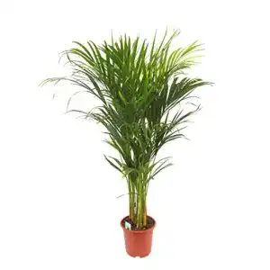 Goldfruchtpalme Dominik Blumen und Pflanzen, circa 90 cm hoch