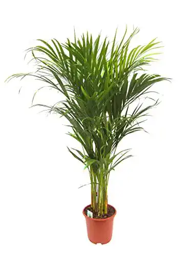 Die beste Goldfruchtpalme Dominik Blumen und Pflanzen, circa 90 cm hoch 2026 Test Bestseller Goldfruchtpalme Dominik Blumen und Pflanzen, circa 90 cm hoch