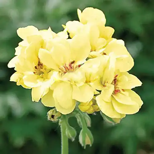 Geranien-Samen SVI Geranie, erste Yellow.one