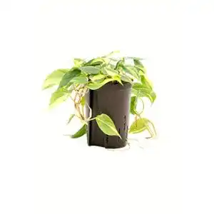 Philodendron scandens Redwood Service GmbH, Variegata