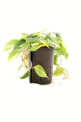 Philodendron scandens Redwood Service GmbH, Variegata