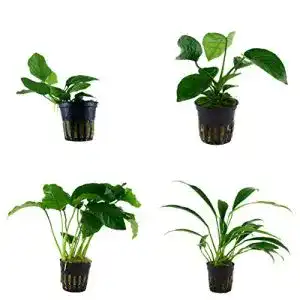 Anubia Tropica Set mit 4 Topf Pflanzen Aquariumpflanzenset Nr.8