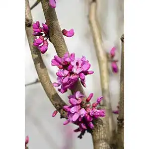 Judasbaum Garten von Ehren Chinesischer Avondale 40-60cm – Cercis