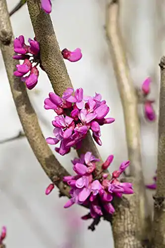 Die beste Judasbaum Garten von Ehren Chinesischer Avondale 40-60cm - Cercis 2026 Test Bestseller Judasbaum Garten von Ehren Chinesischer Avondale 40-60cm – Cercis