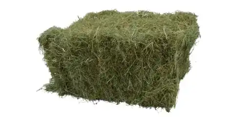 Heuballen Futtermais Heu, 12kg als Deko oder Futter