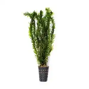 Wasserpest Dekoimtrend Egeria densa Tropische Art im Topf