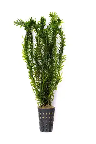 Wasserpest Dekoimtrend Egeria densa Tropische Art im Topf