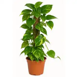 Efeutute mgc24 Scindapsus aureum, Zimmerpflanze im 15er Topf