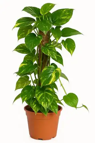 Efeutute mgc24 Scindapsus aureum, Zimmerpflanze im 15er Topf