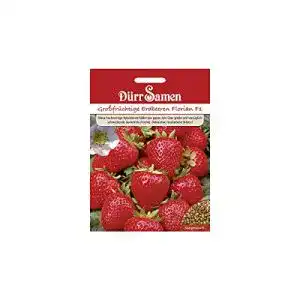 Erdbeer-Samen Dürr-Samen Großfrüchtige Erdbeeren Florian F1
