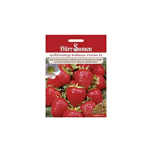 Erdbeer-Samen Dürr-Samen Großfrüchtige Erdbeeren Florian F1