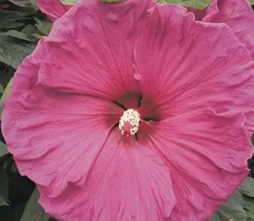 Hibiskus-Pflanze Blumen Senf XXL ‘Jazzberry Jam’ ®