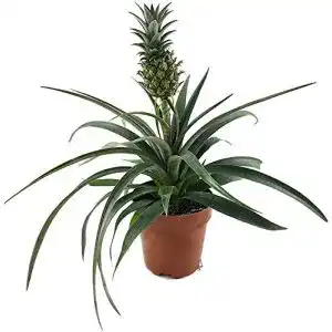 Ananas-Pflanze Fangblatt, Ananas Corona mit Frucht