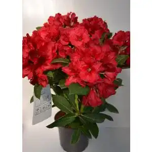 Rhododendron Rot Plantenwelt Rhododendron Red Jack 40-50 cm