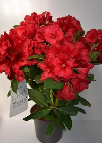 Rhododendron Rot Plantenwelt Rhododendron Red Jack 40-50 cm