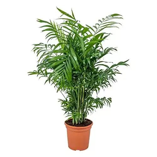 Zwergpalme Bloomique Chamaedorea ‘Elegans’, 40-50cm