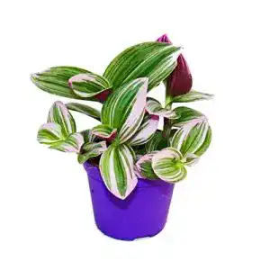 Dreimasterblume exotenherz, Tradescantia “Nanouk” 9cm Topf