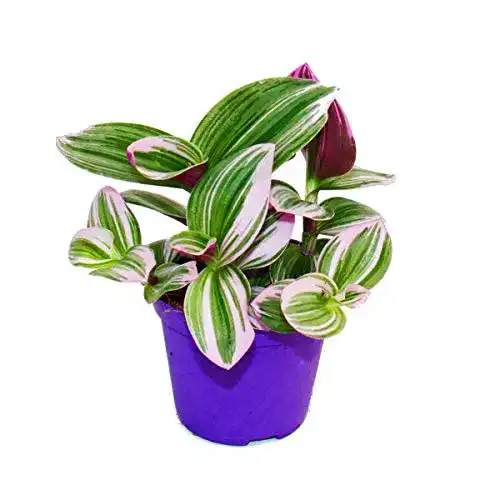 Die beste Dreimasterblume exotenherz, Tradescantia "Nanouk" 9cm Topf 2026 Test Bestseller Dreimasterblume exotenherz, Tradescantia “Nanouk” 9cm Topf
