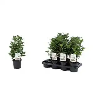 Lorbeer-Pflanze Blumen Senf echter Gewürzlorbeer, 40 cm Busch