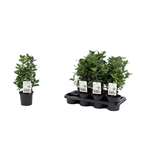 Lorbeer-Pflanze Blumen Senf echter Gewürzlorbeer, 40 cm Busch