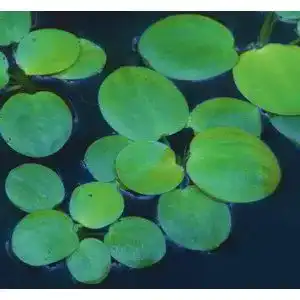 Froschbiss WFW wasserflora /Limnobium laevigatum